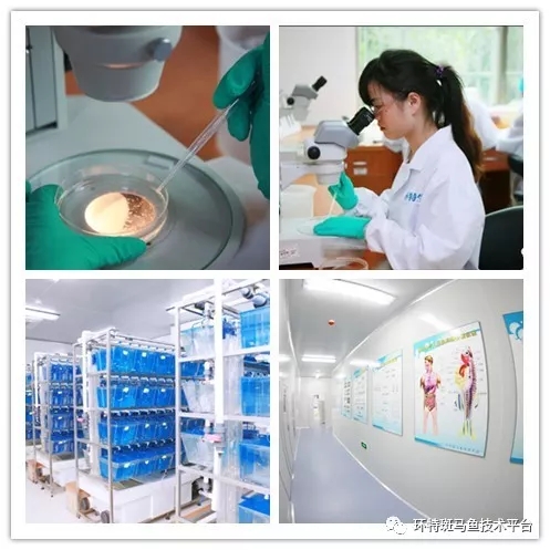 十周年專訪丨環(huán)特生物首席科學(xué)家李春啟 斑馬魚生物科技研發(fā)與產(chǎn)業(yè)應(yīng)用領(lǐng)航者的進(jìn)化之路